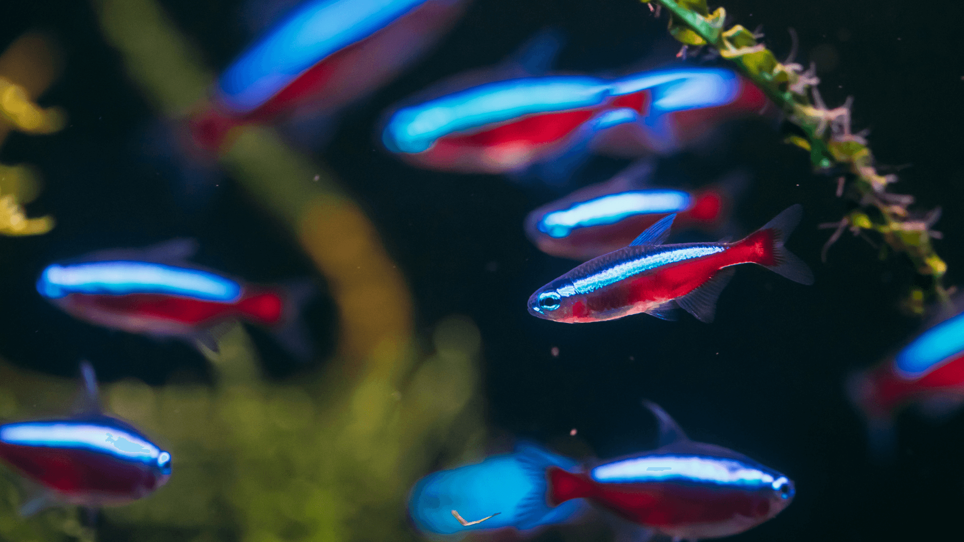 A photo of Cardinal tetra