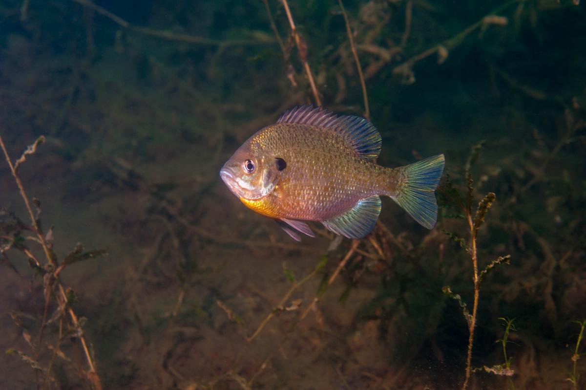 An image of a Dollar sunfish