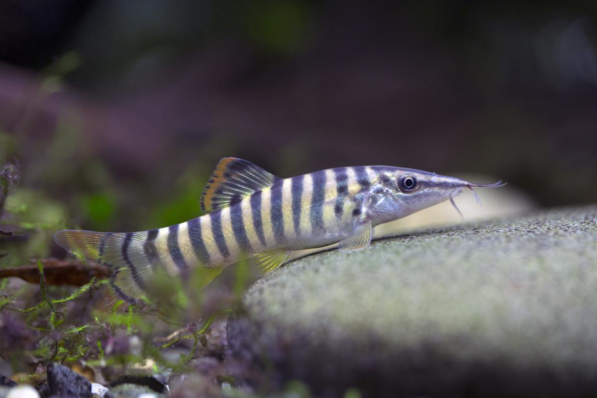 An image of a Redfin tiger loach