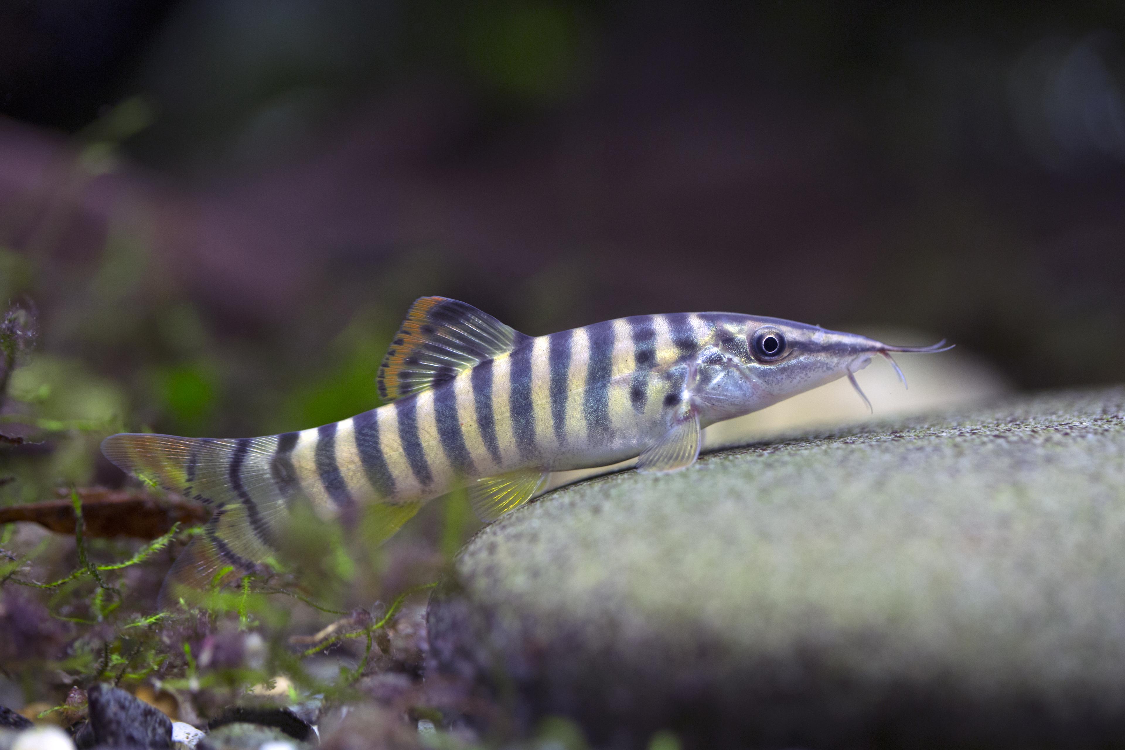 A photo of Redfin tiger loach