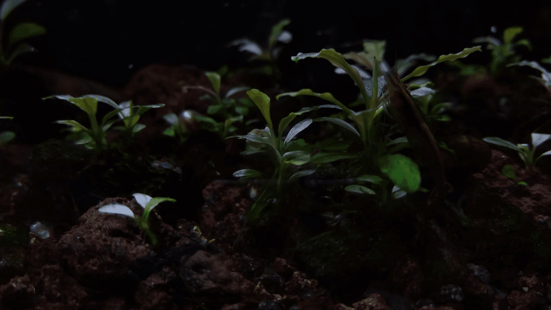 A photo of Bucephalandra