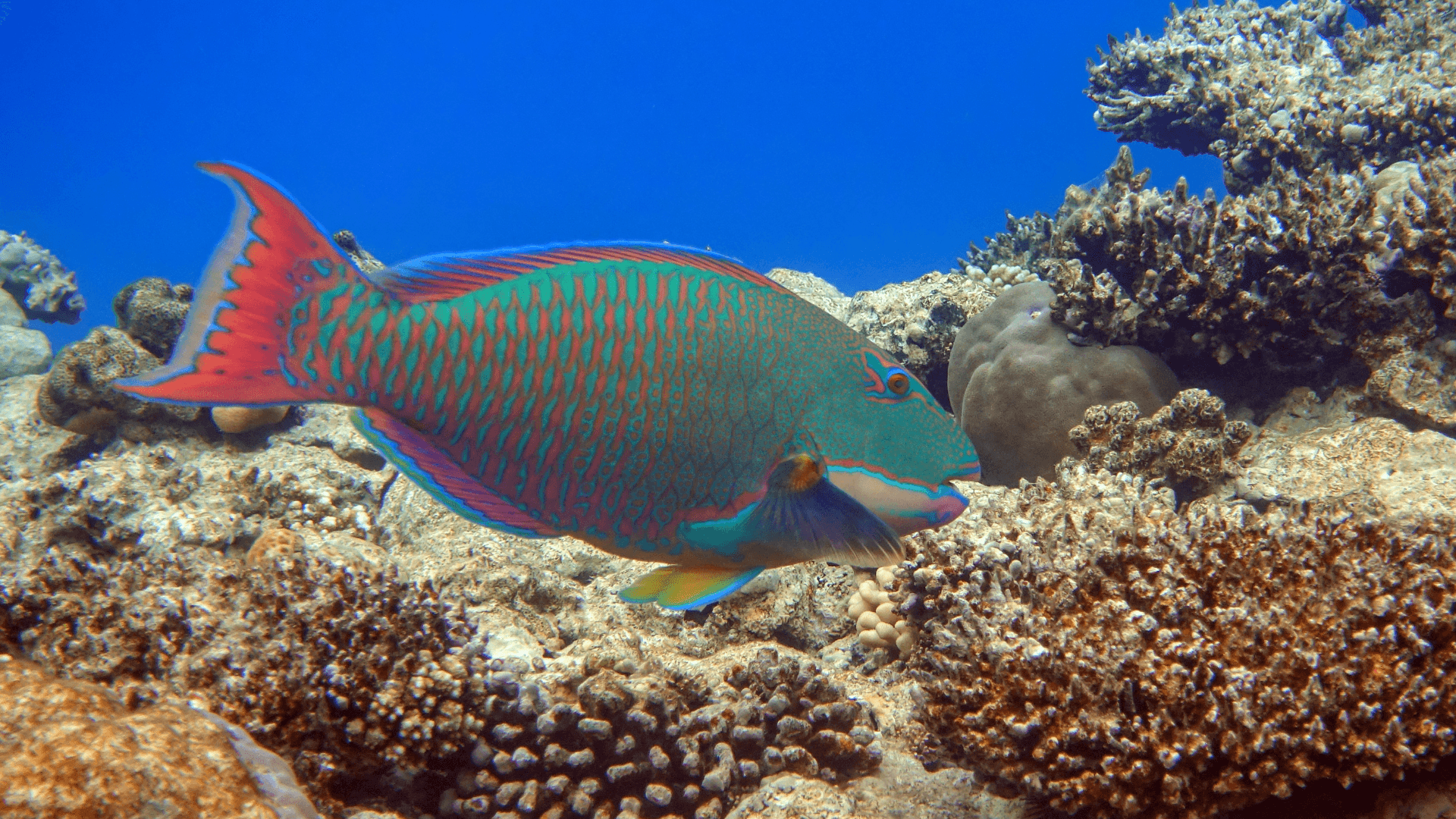 A photo of Bicolor parrotfish