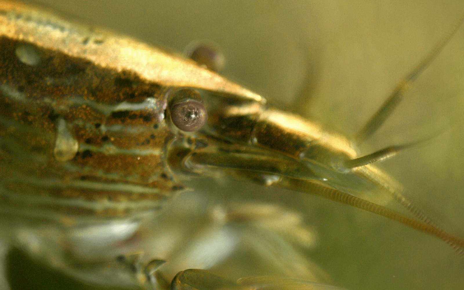 A bamboo shrimp