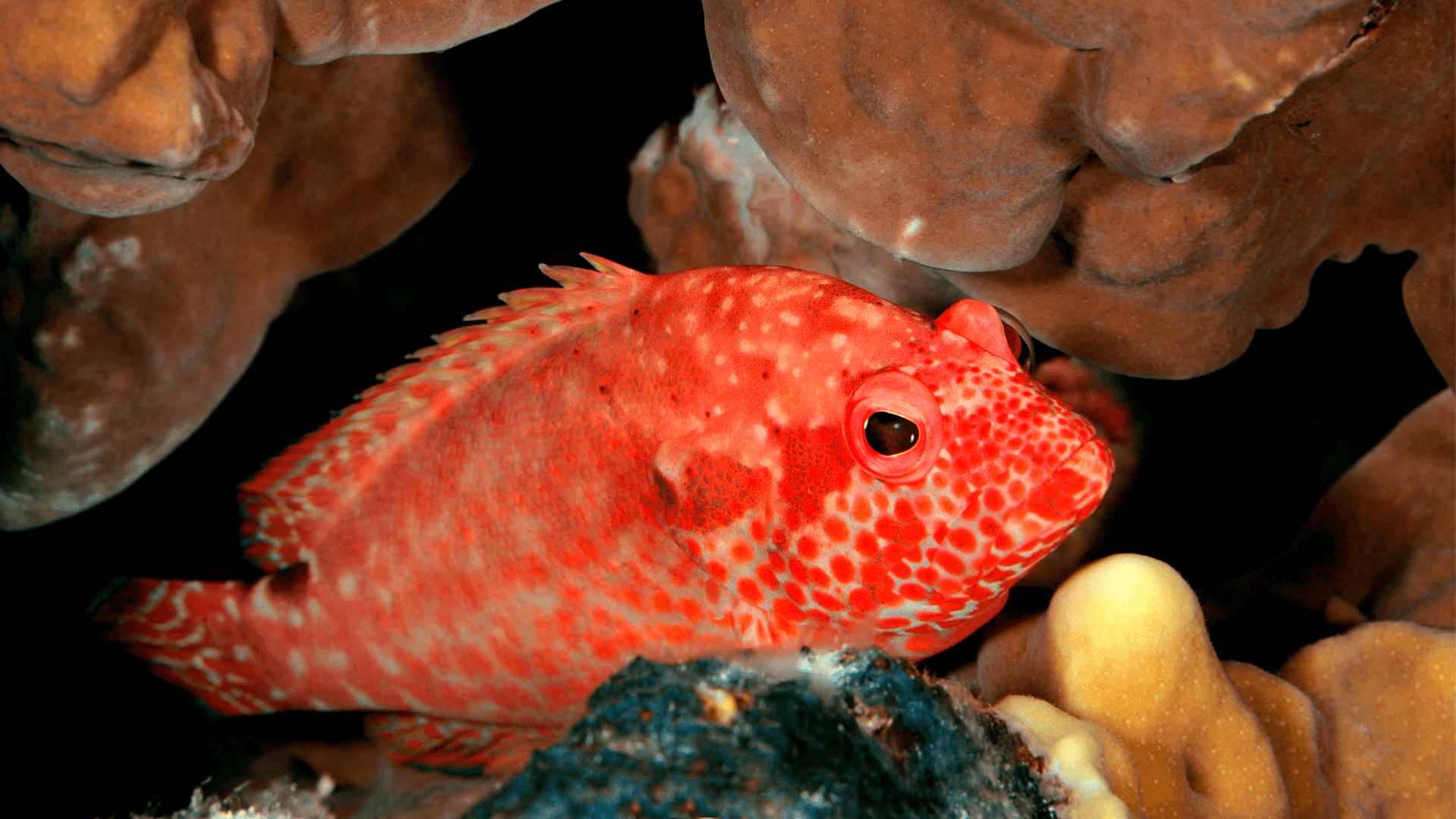 A photo of Strawberry grouper