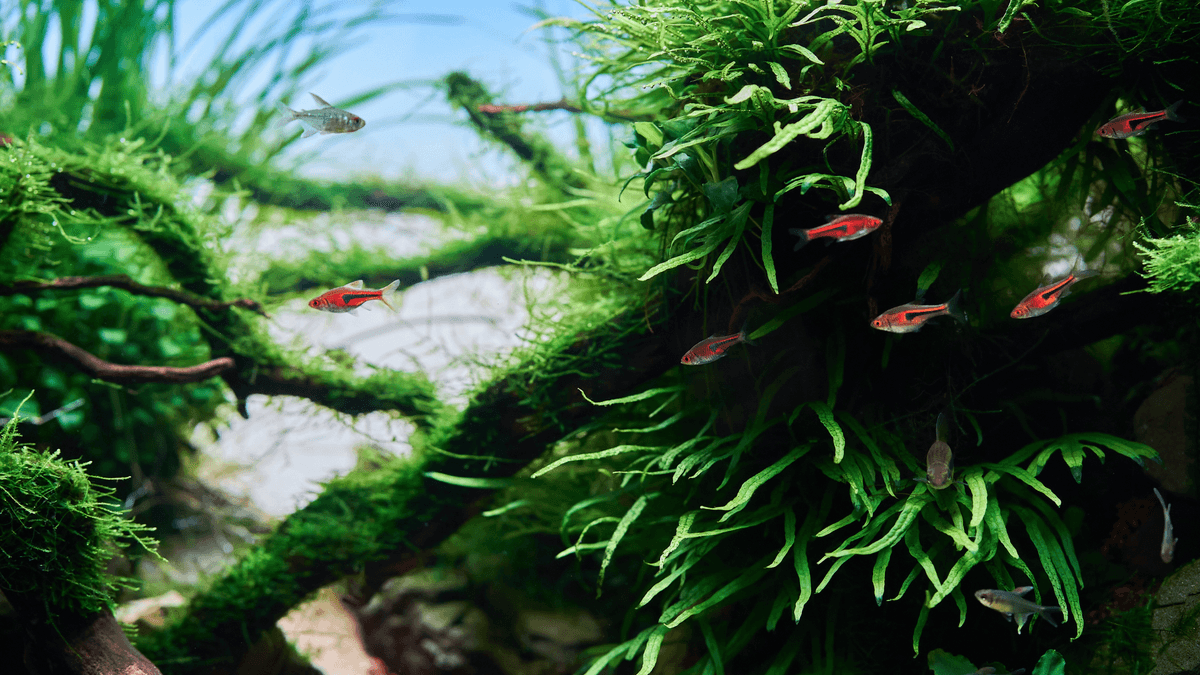 An image of a The Art and History of Aquascaping