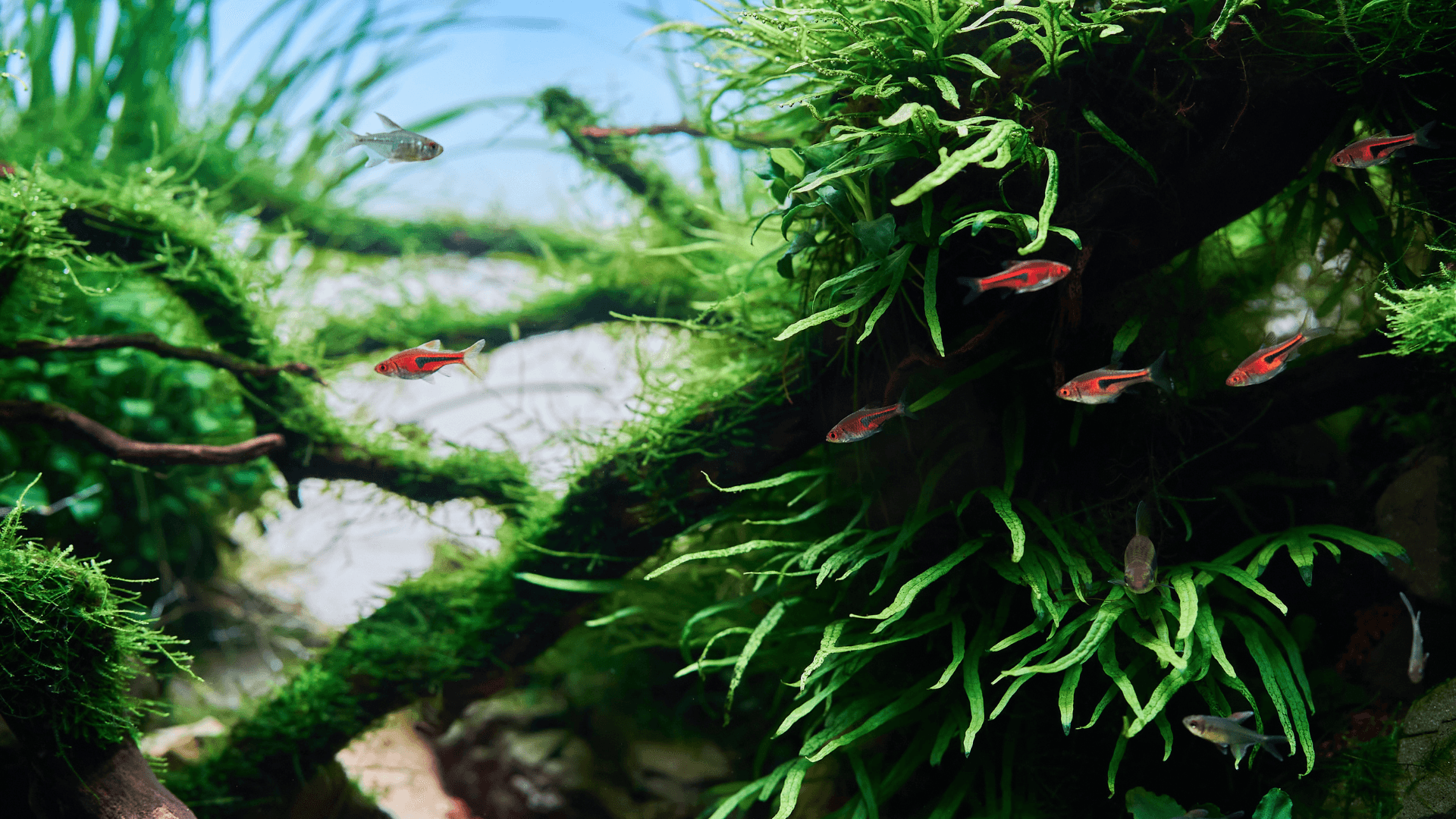 A photo of The Art and History of Aquascaping