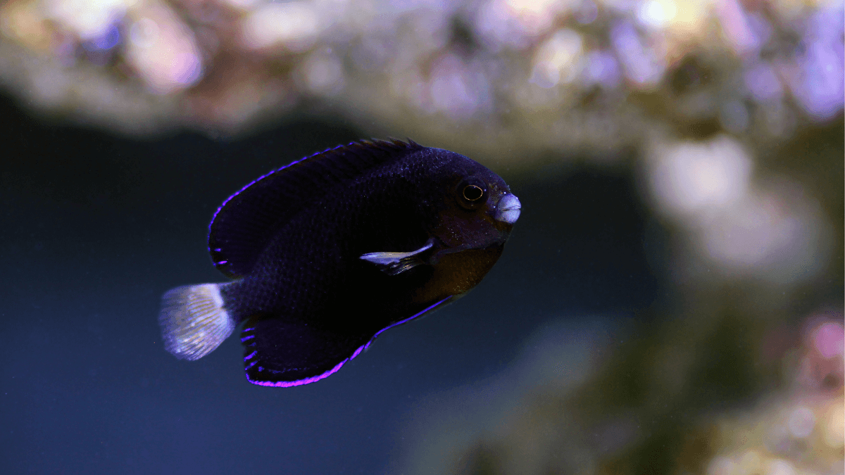 An image of a Blue Velvet Angelfish
