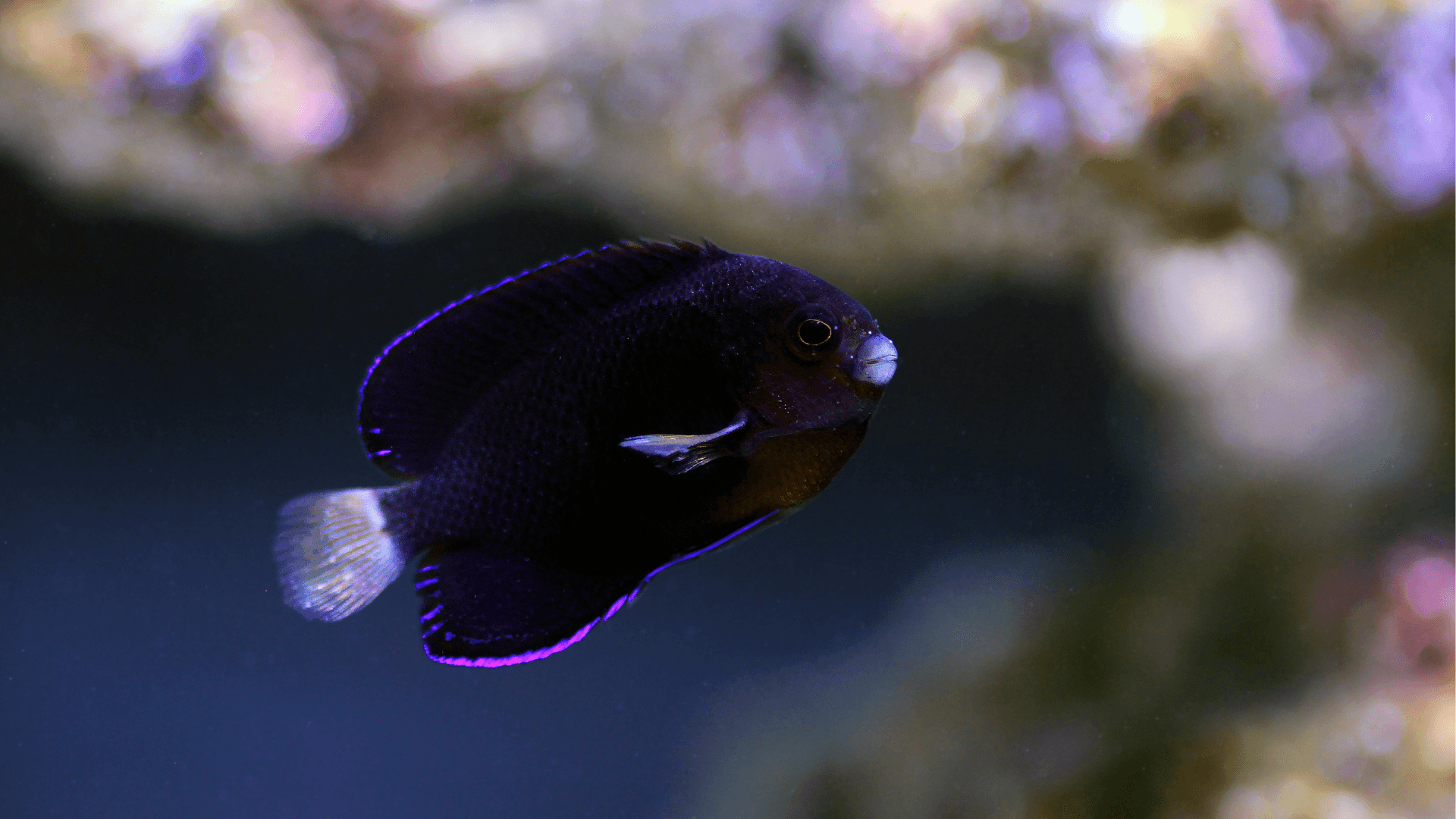 A photo of Blue Velvet Angelfish