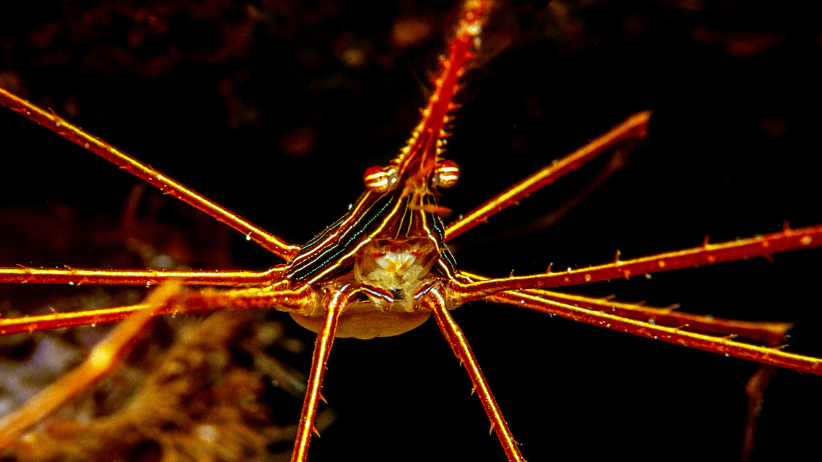An image of a Arrow Crab