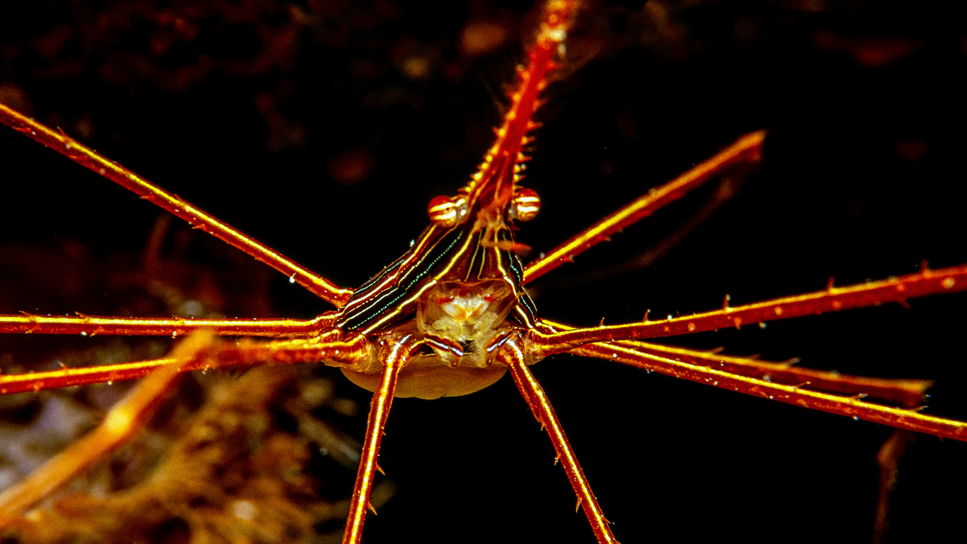 A photo of Arrow Crab