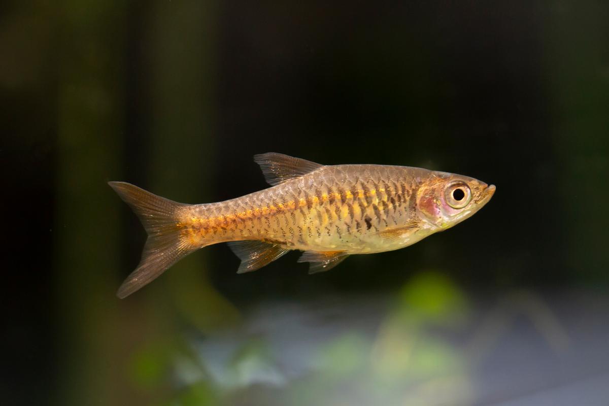 An image of a Volcano rasbora