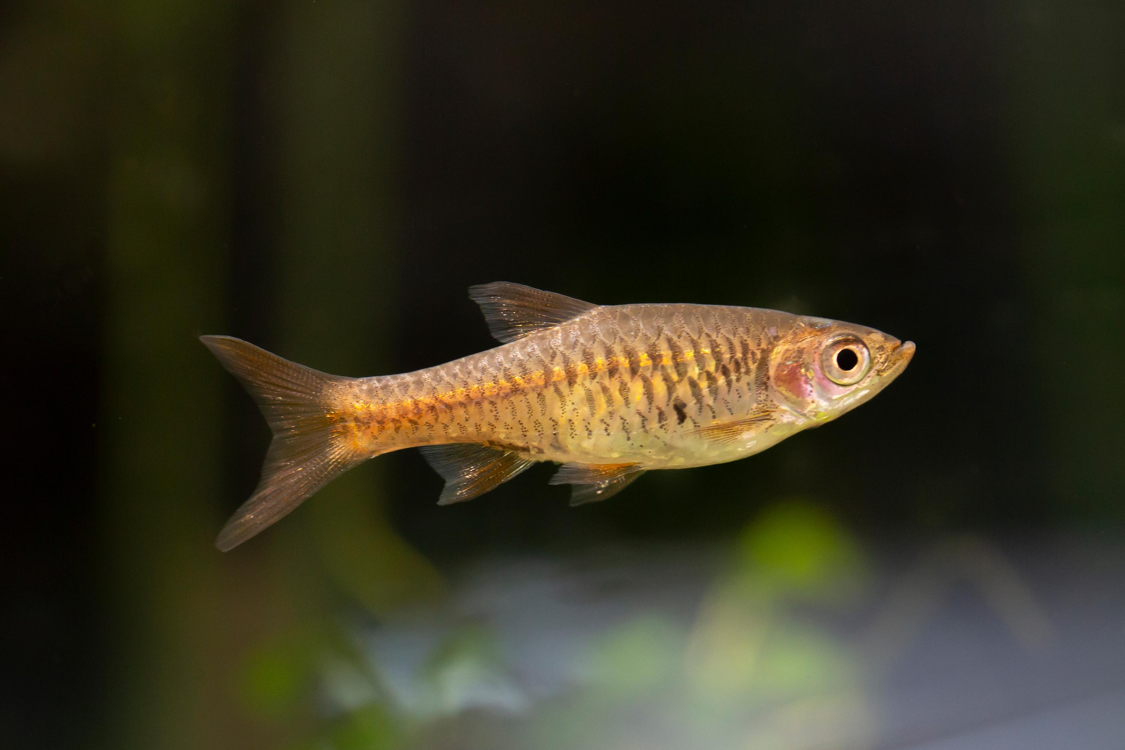 A photo of Volcano rasbora