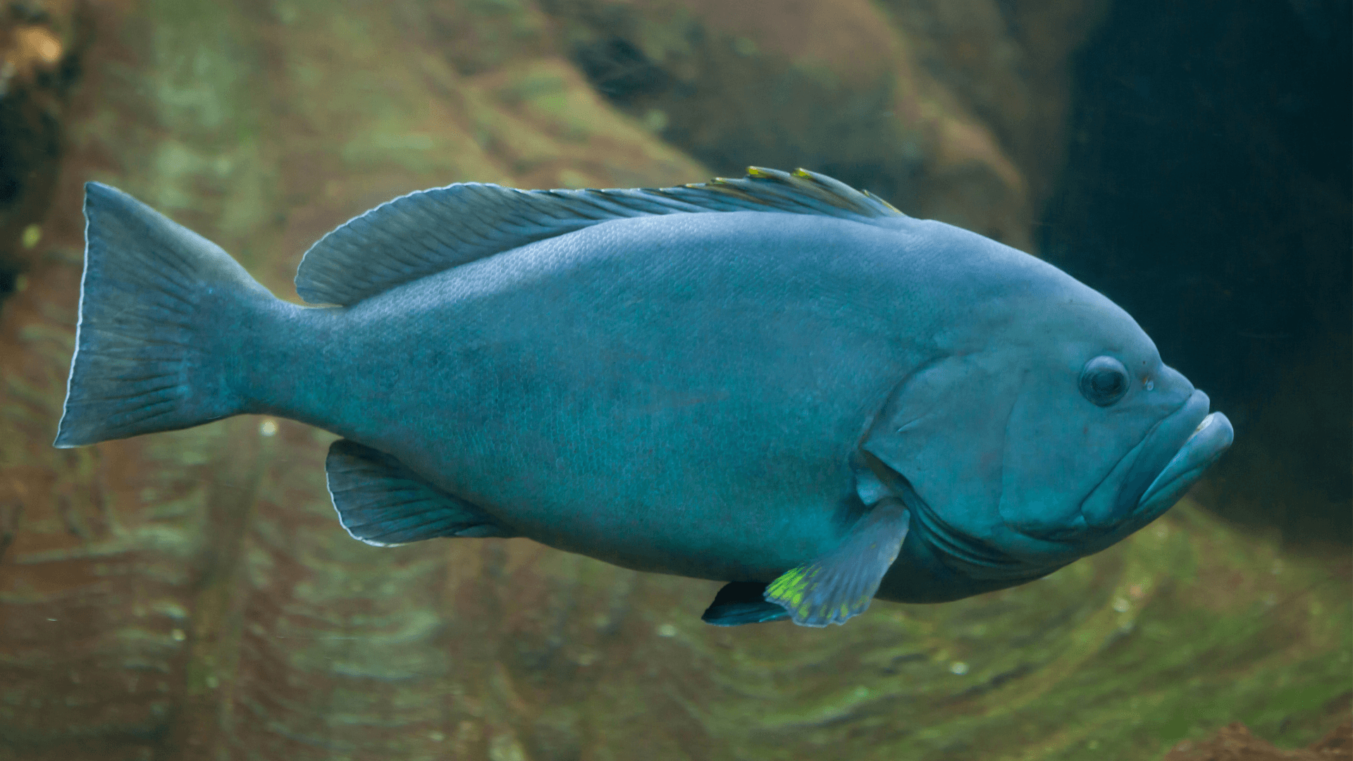 A photo of Blue and Yellow grouper