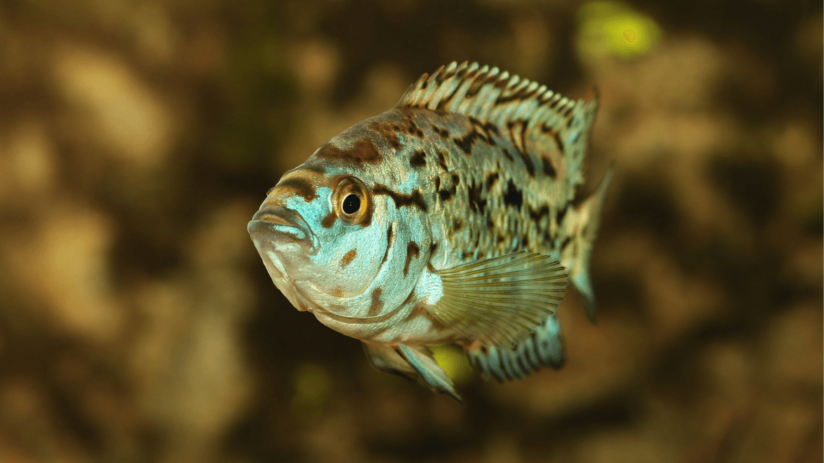 An image of a Jack Dempsey cichlid