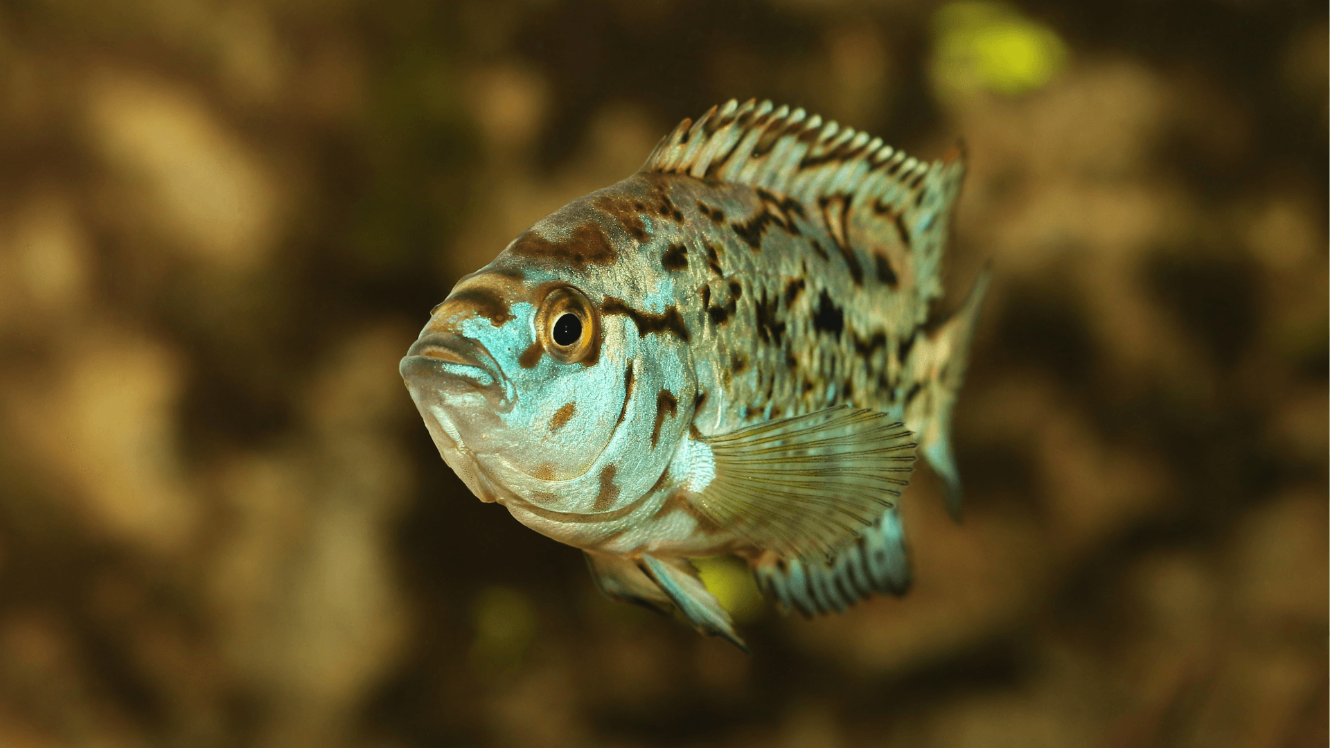 A photo of Jack Dempsey cichlid