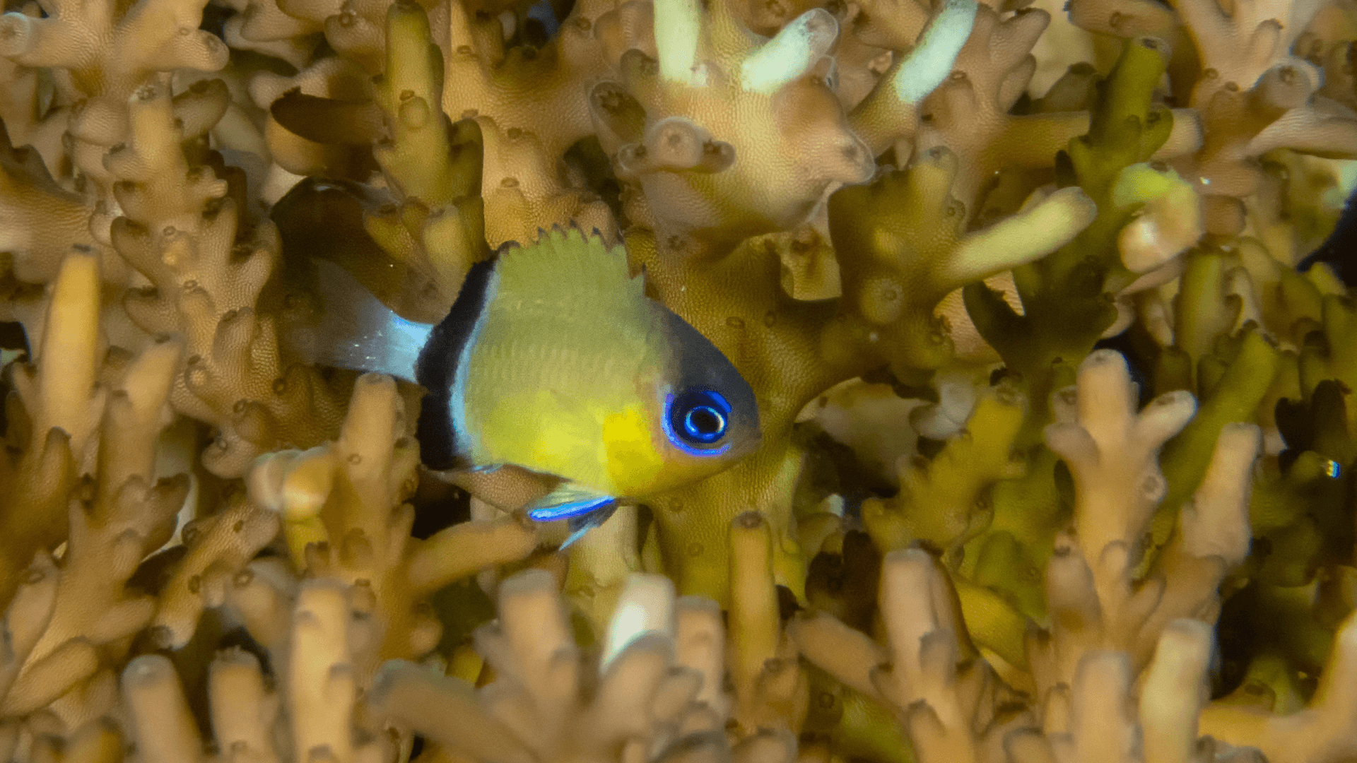 A photo of Black bar chromis