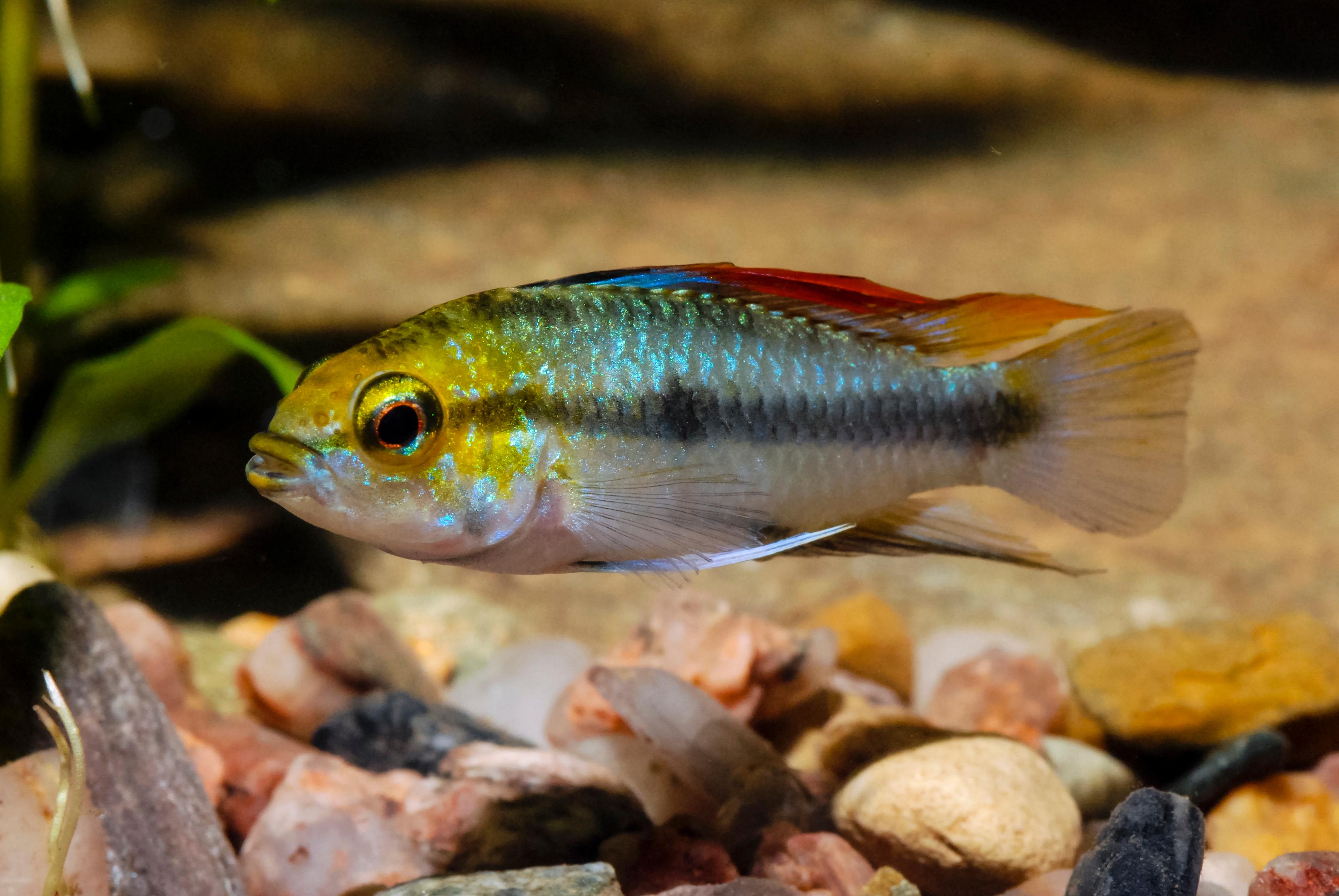 A photo of Three-Stripe Dwarf Cichlid