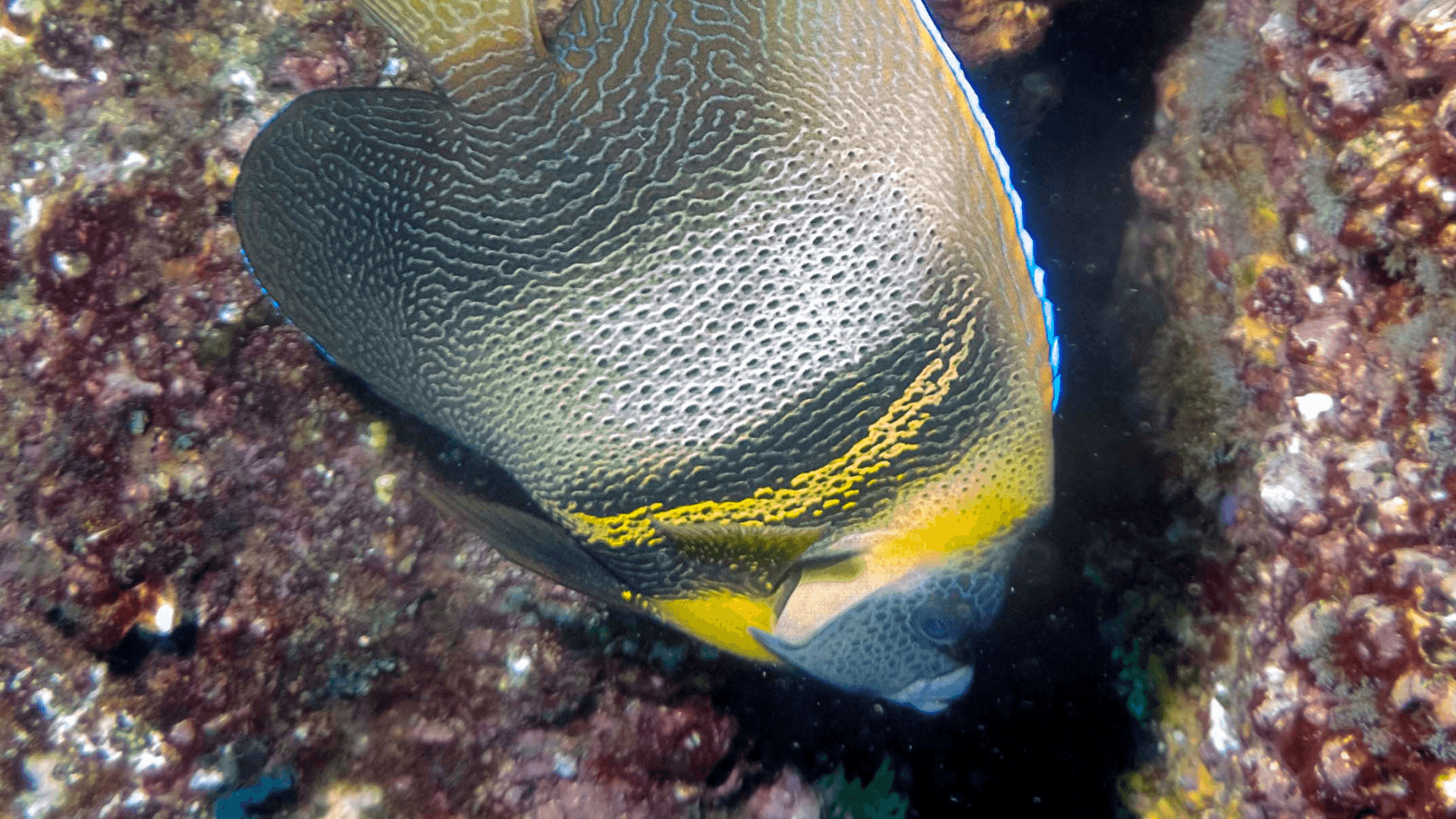 A photo of Cortez angelfish