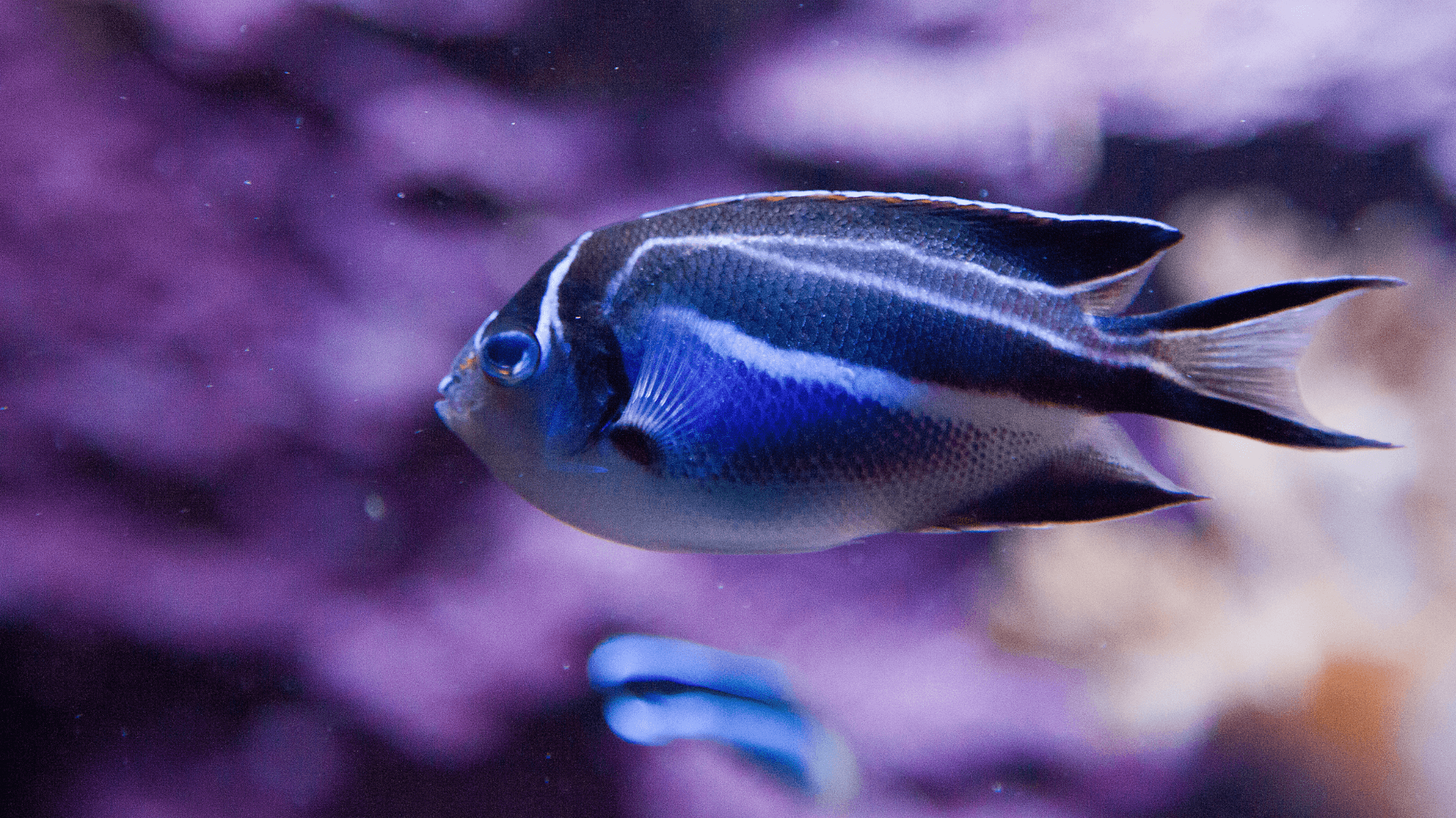 A photo of Bellus angelfish