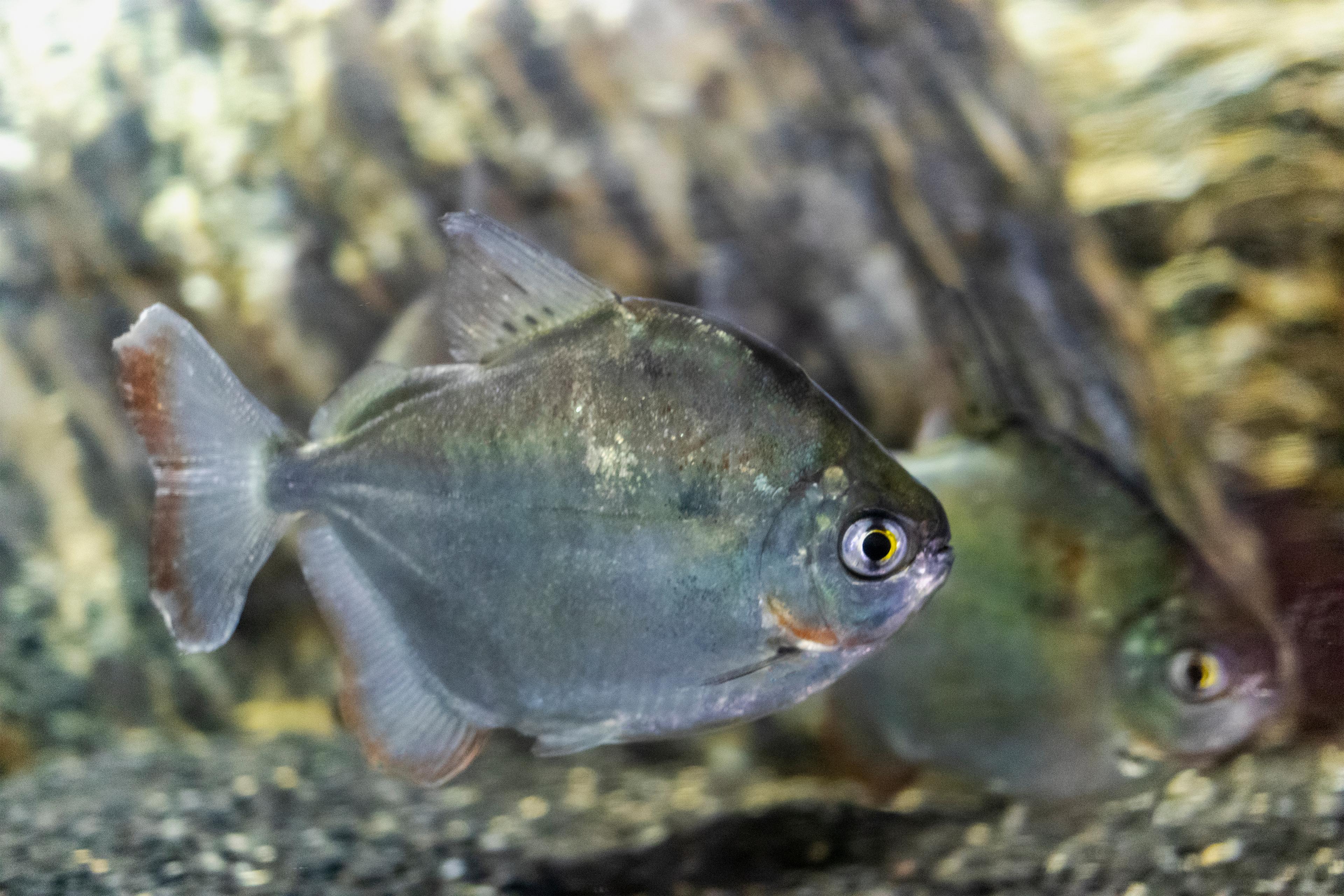 A photo of Silver Dollar