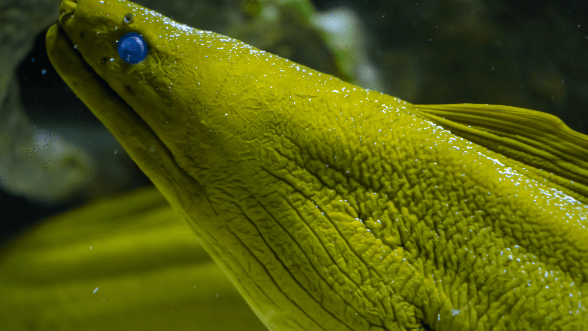 A photo of Green moray eel