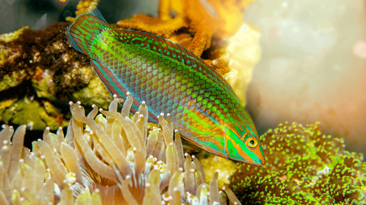 An image of a Christmas wrasse