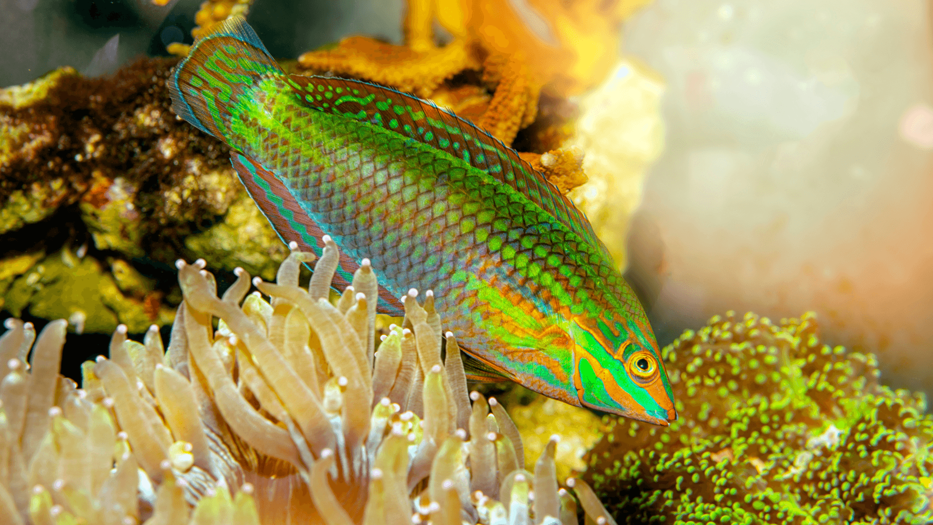 A photo of Christmas wrasse