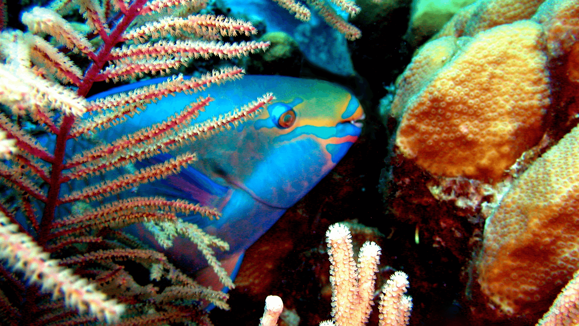 A photo of Princess parrotfish