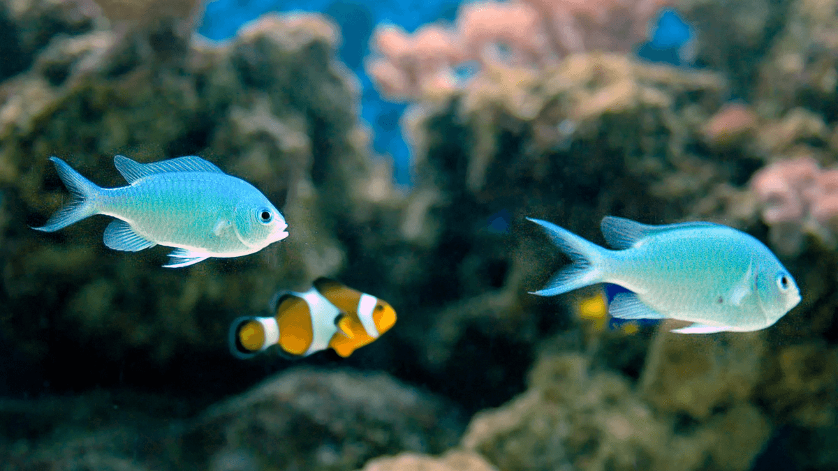 An image of a Green chromis