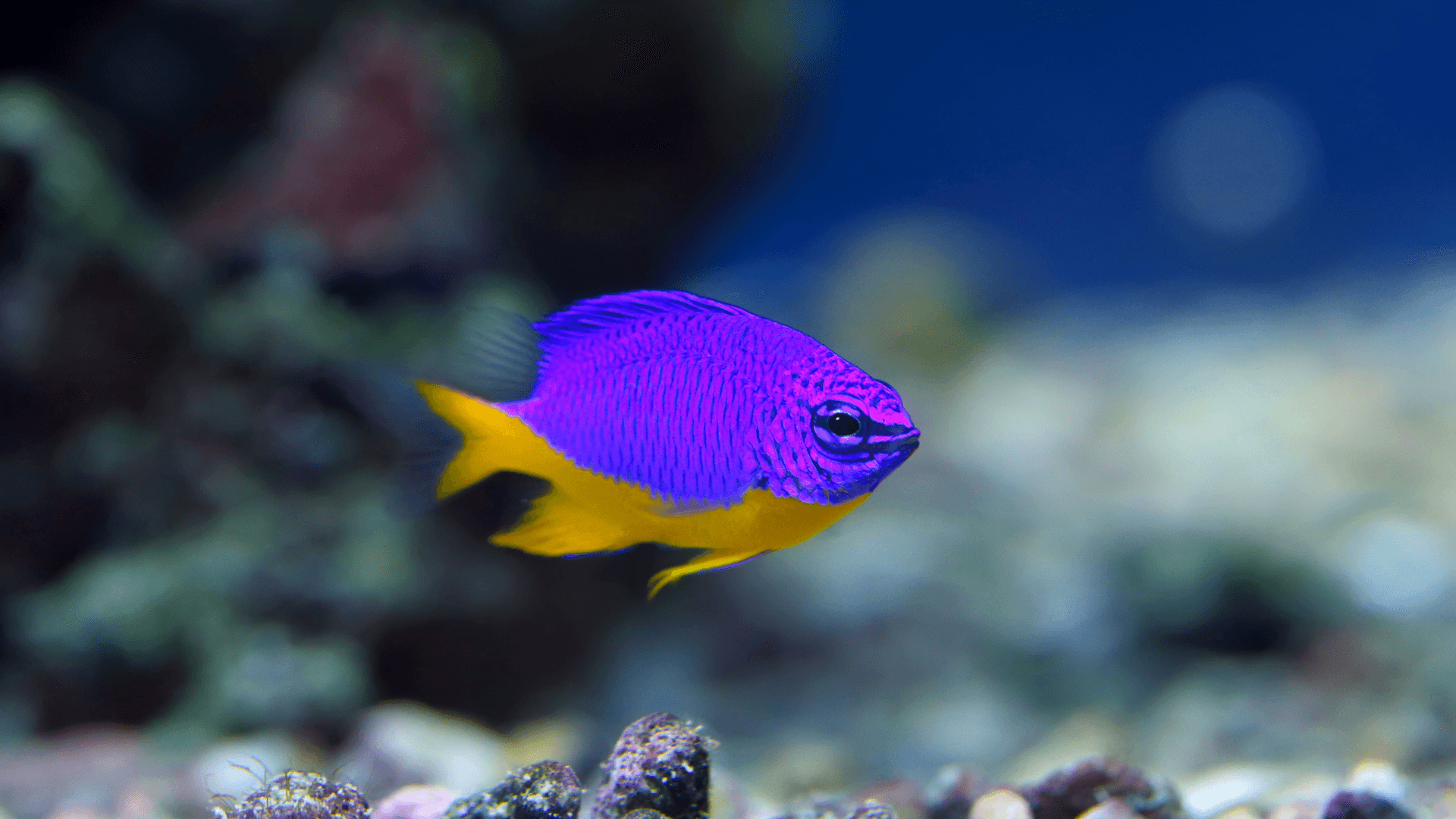 A photo of Damselfish