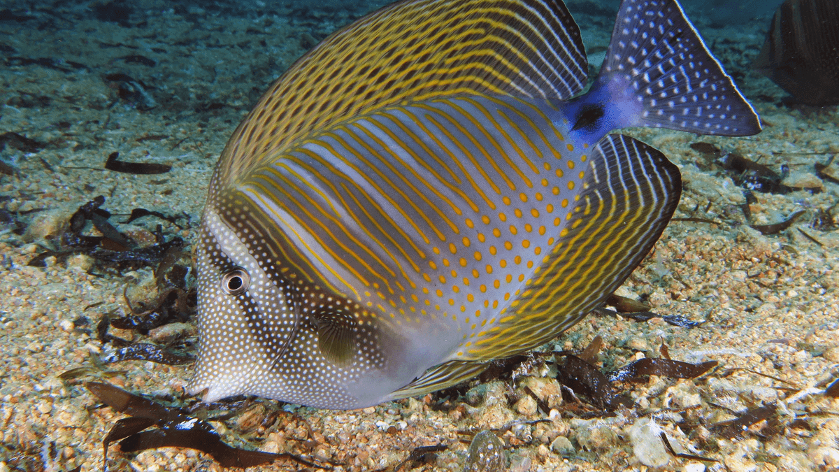 An image of a Sailfin tang