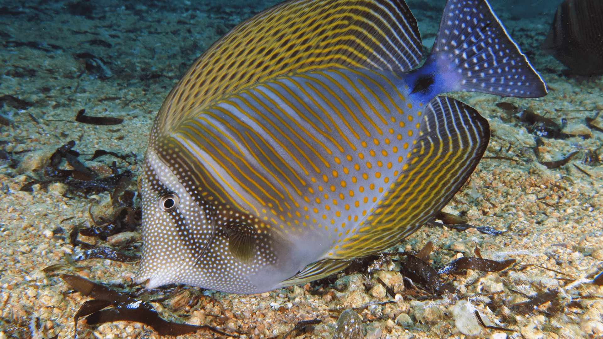 A photo of Sailfin tang