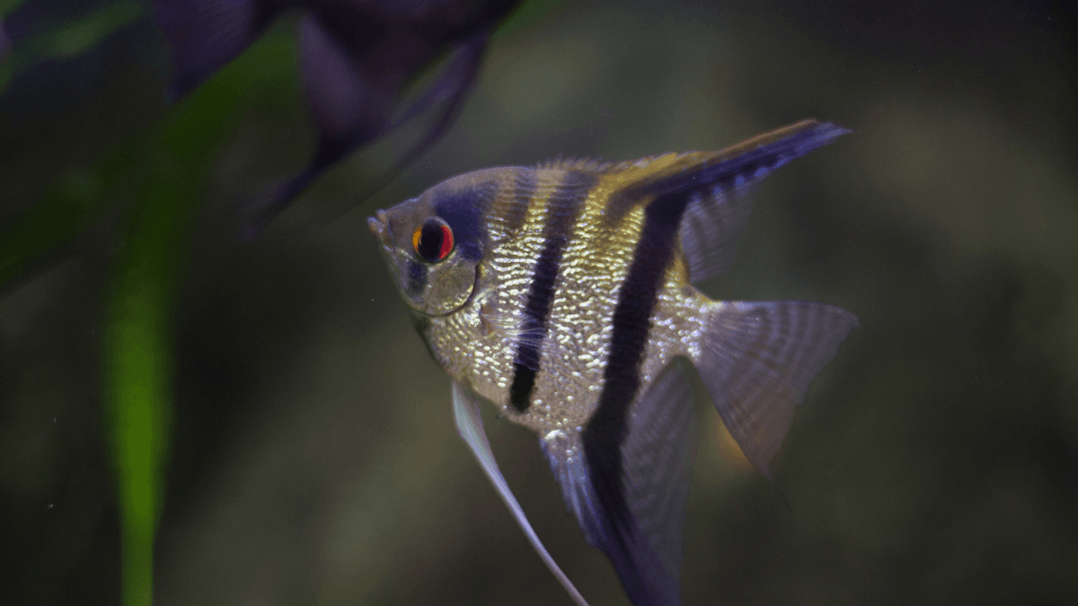 An image of a Angelfish