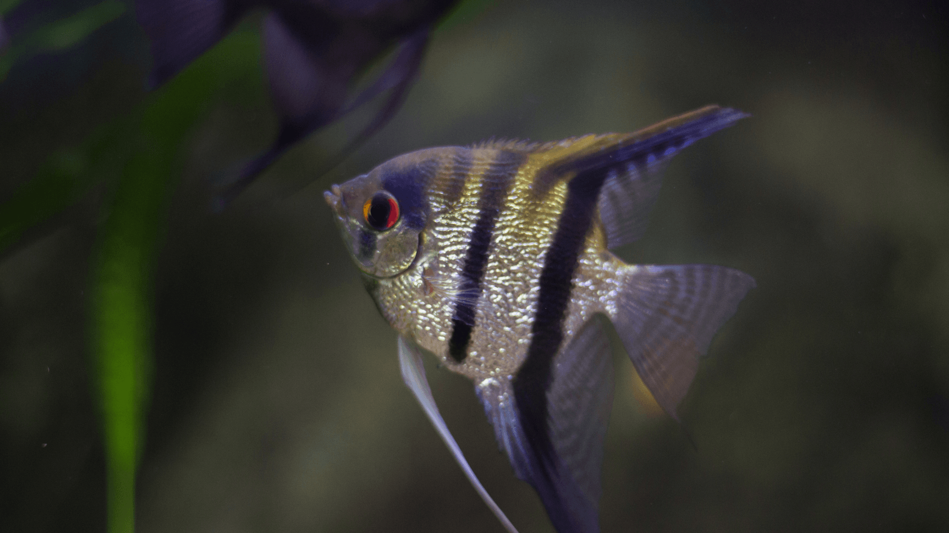 A photo of Angelfish