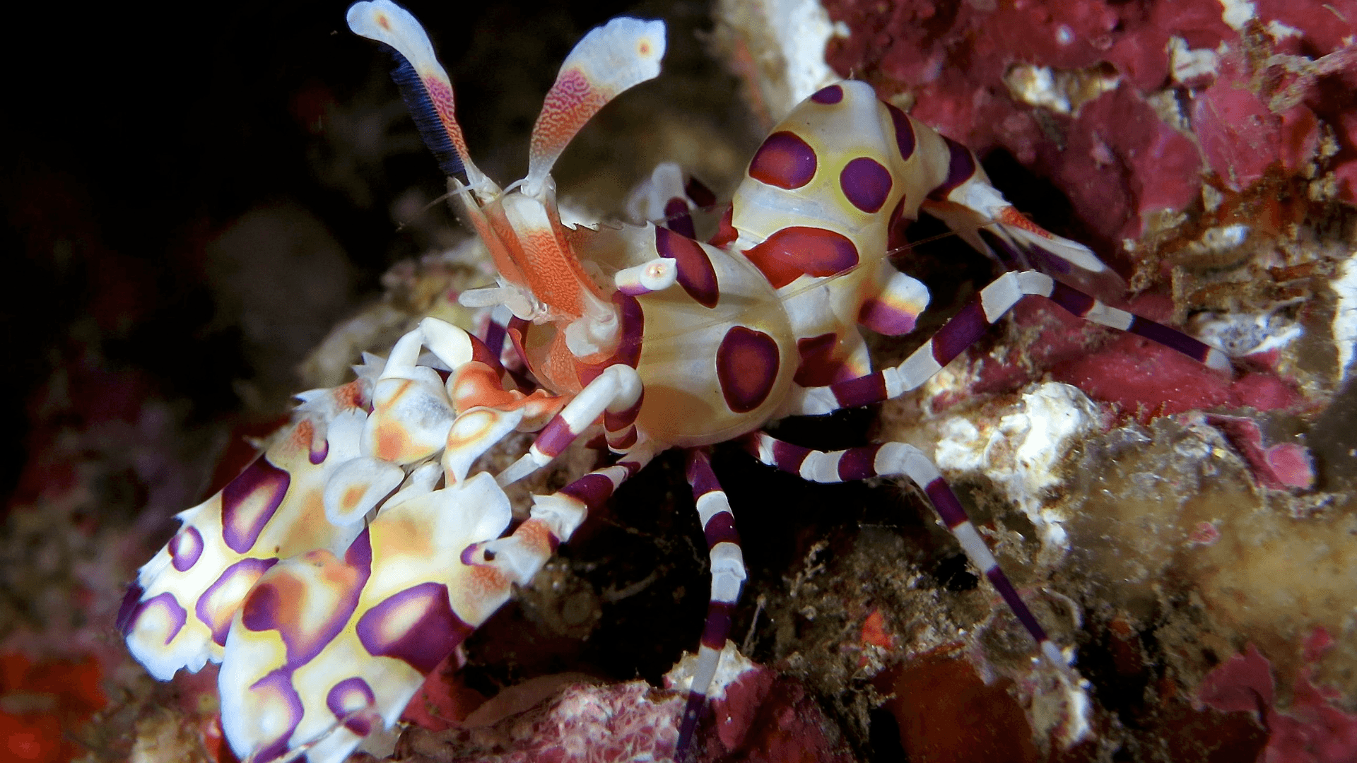 A photo of Harlequin shrimp