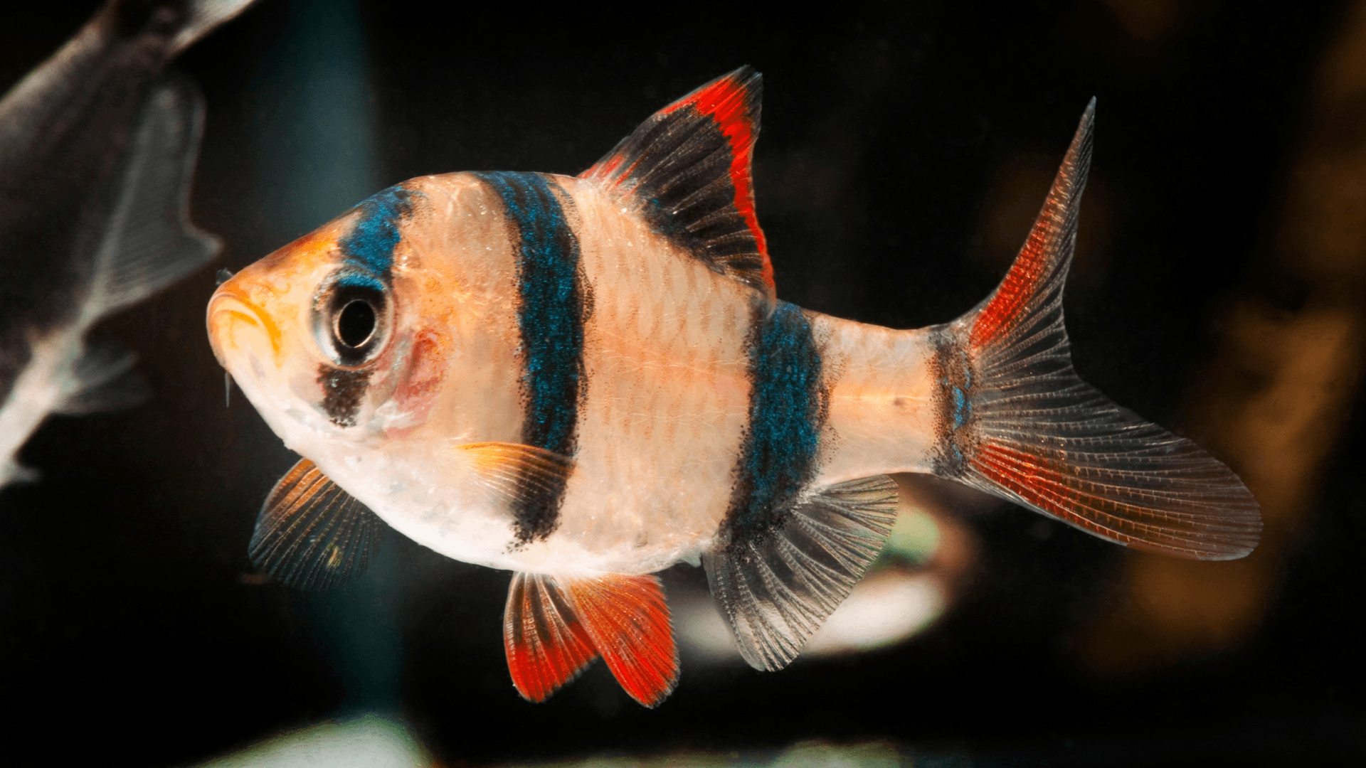 Tiger barb image 3