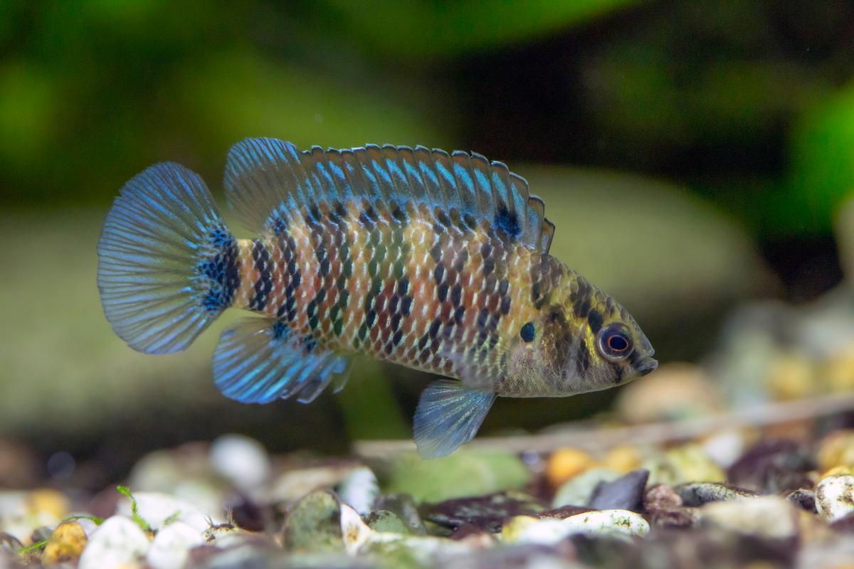 An image of a Blue badis