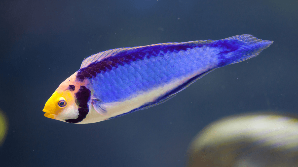 An image of a Red-head fairy wrasse