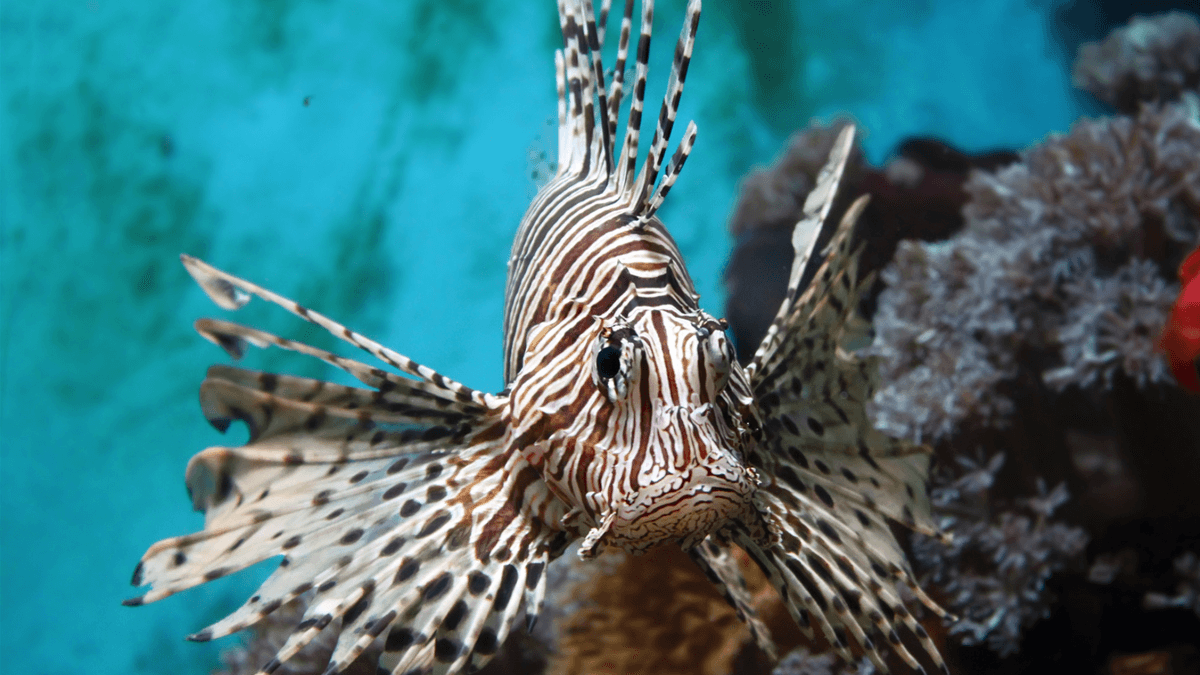 An image of a Devil lionfish