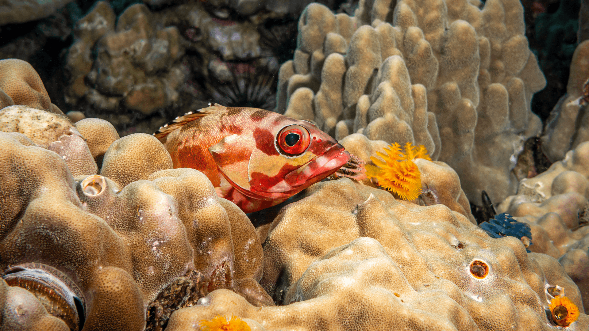 A photo of Blacktip grouper