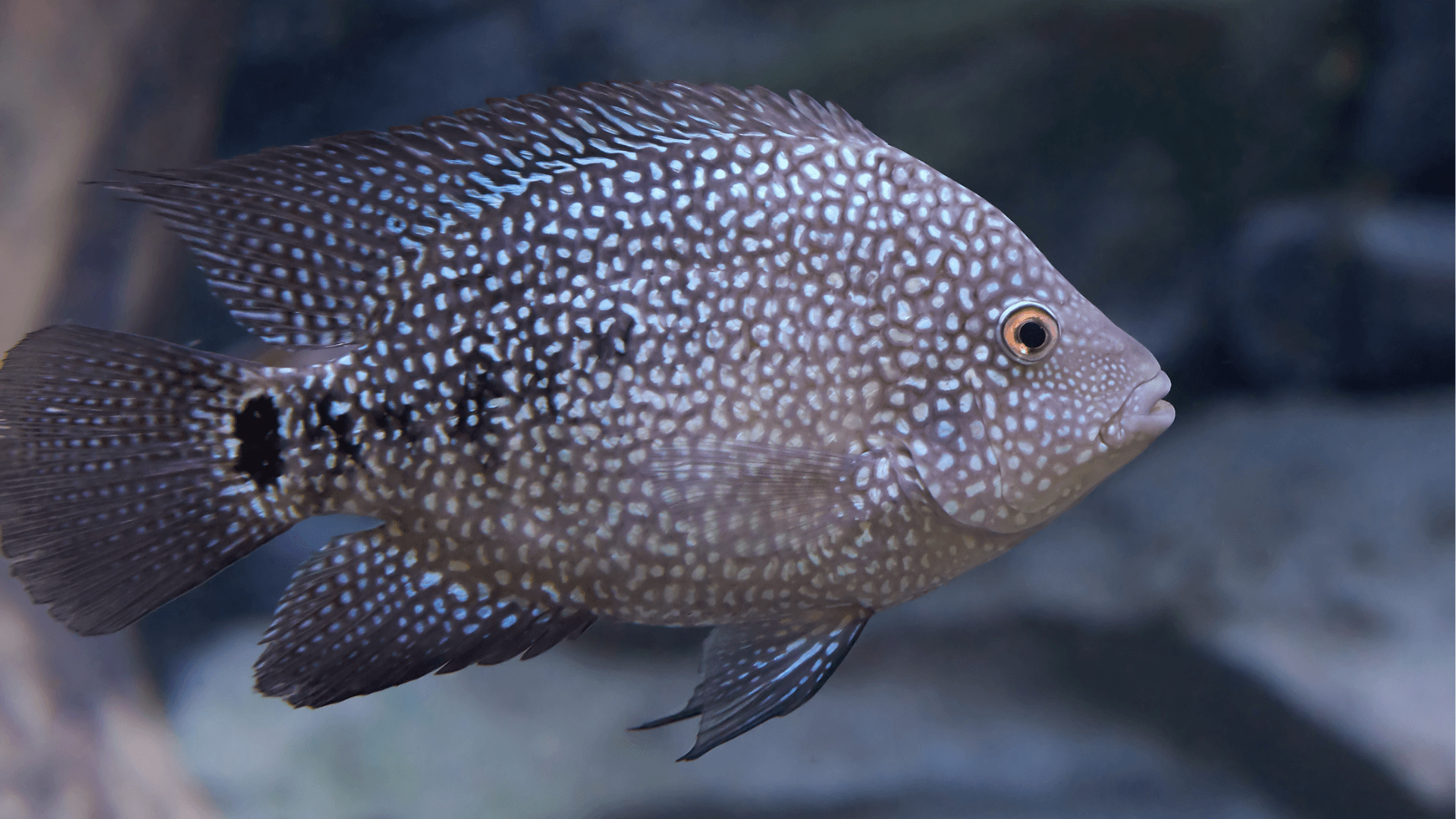 A photo of Texas cichlid