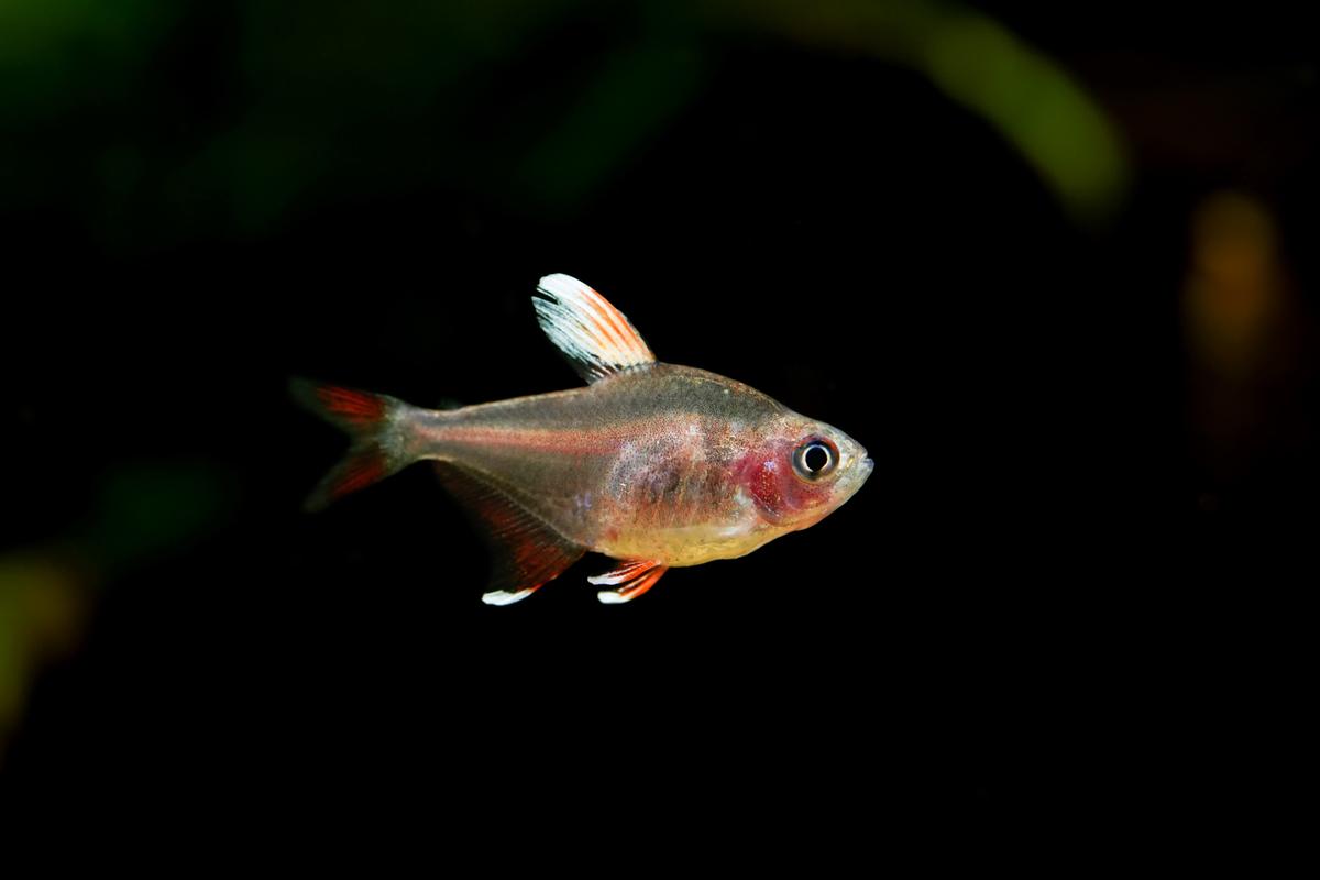 An image of a Rosy tetra