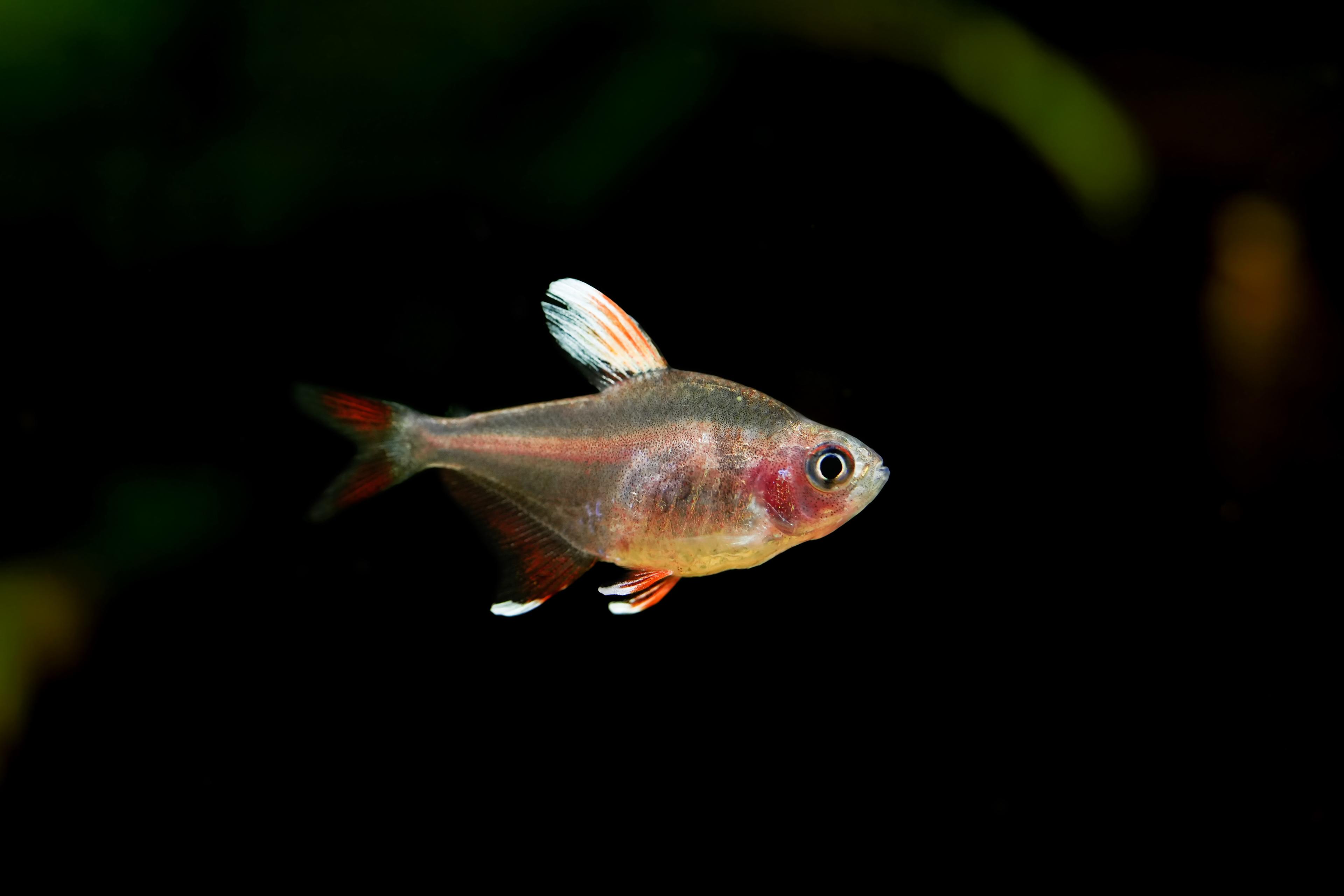 A photo of Rosy tetra