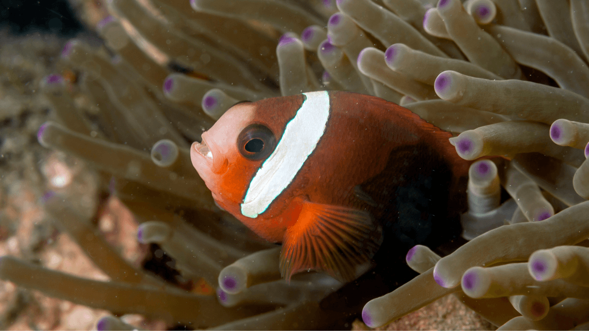 An image of a Tomato clownfish