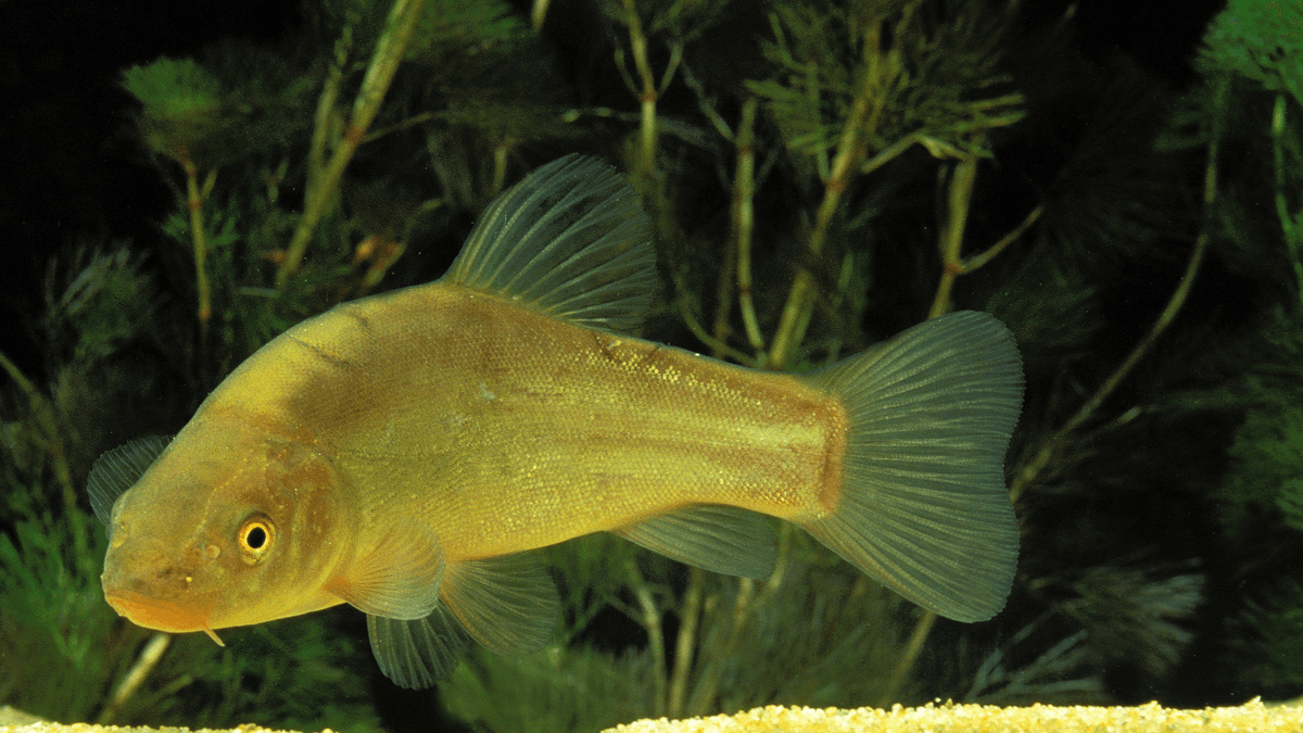 An image of a Tench