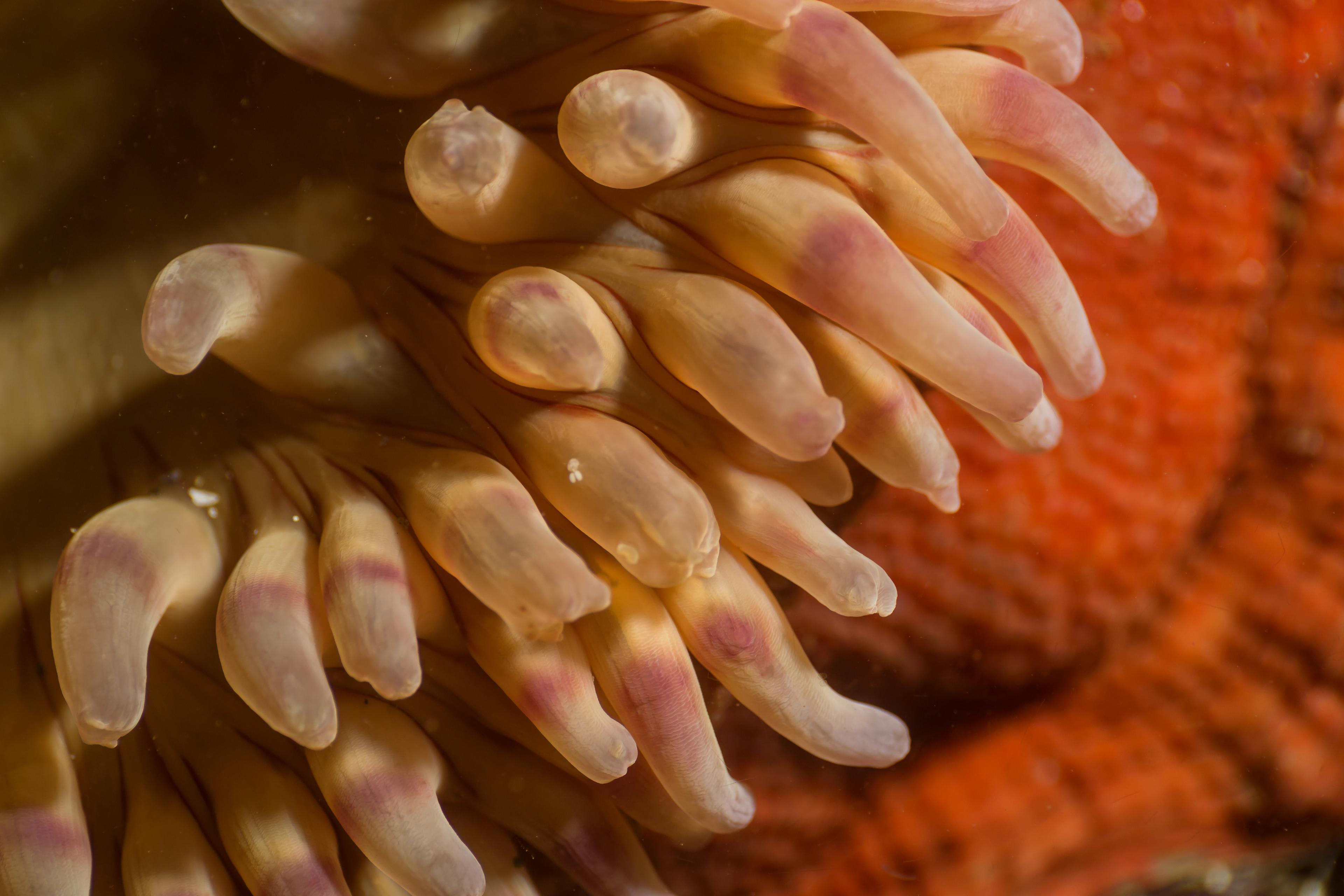 A photo of Creating a Vibrant Anemone Marine Tank Experience