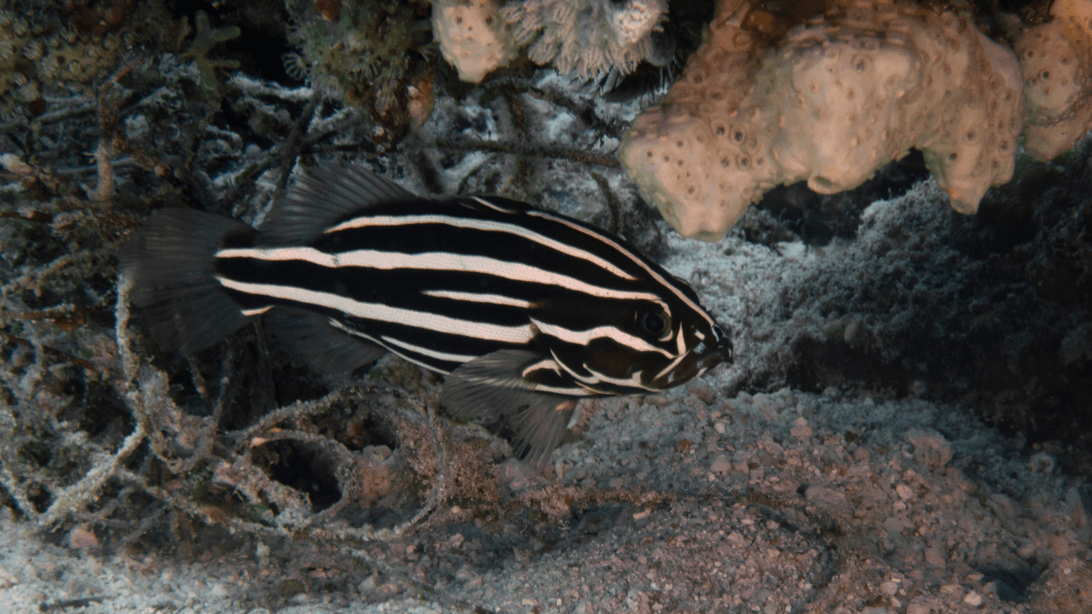 An image of a Golden stripe soapfish