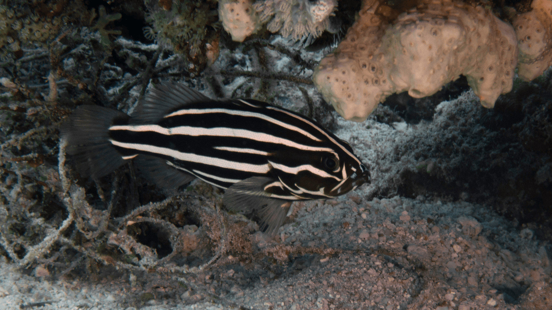 A photo of Golden stripe soapfish