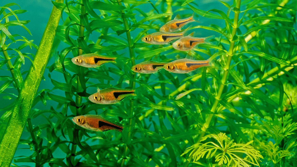 An image of a Espei rasbora