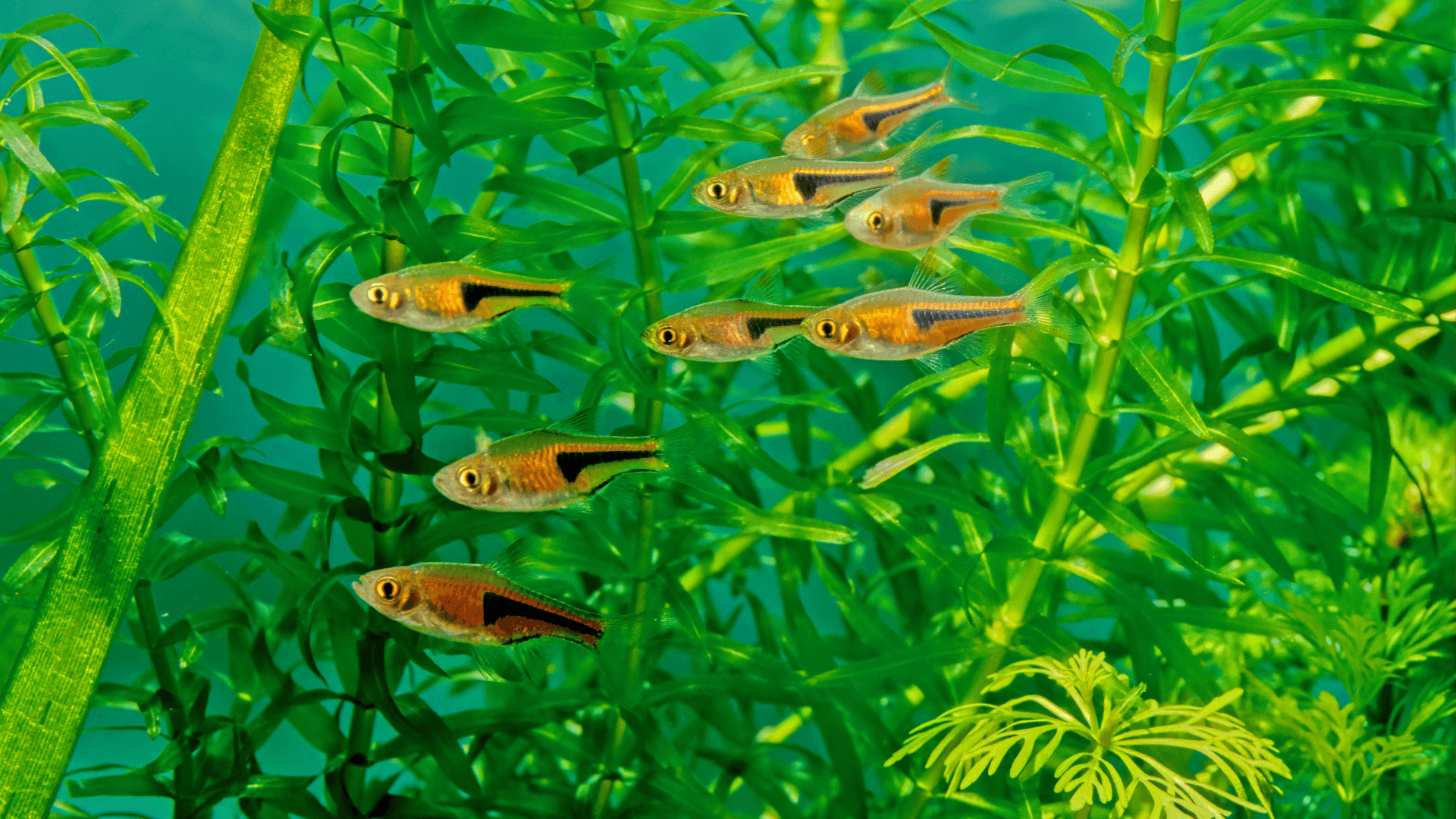 A photo of Espei rasbora